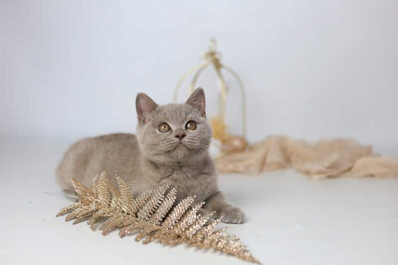 Orletta British Shorthair female lilac - live animals