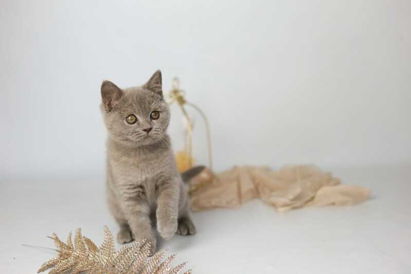 Orletta British Shorthair female lilac - live animals
