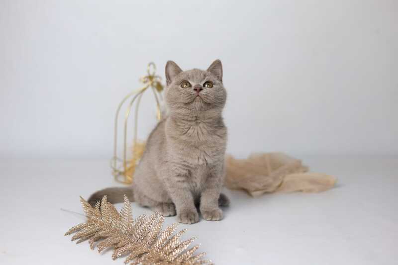 Orletta British Shorthair female lilac - live animals