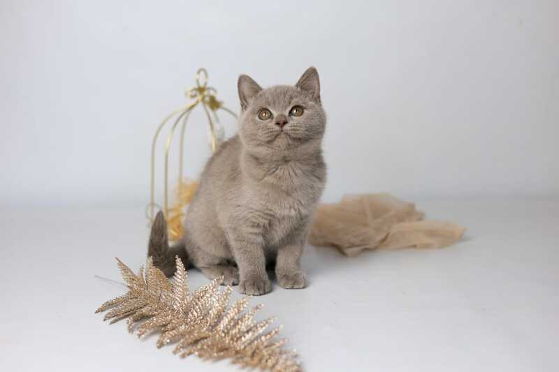 Orletta British Shorthair female lilac - live animals