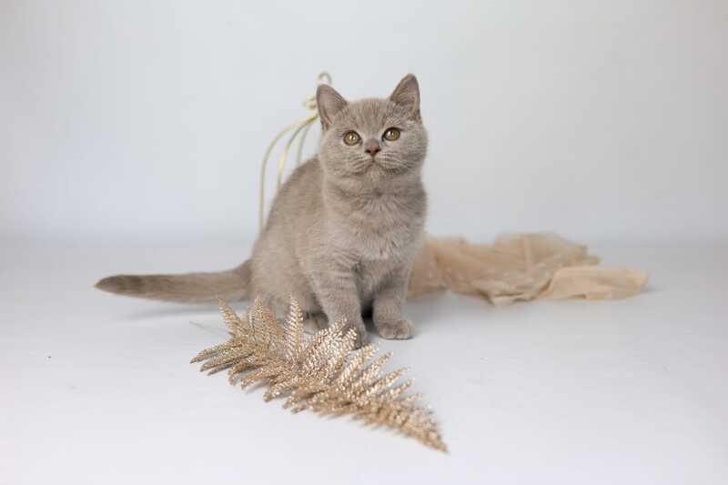 Orletta British Shorthair female lilac - live animals