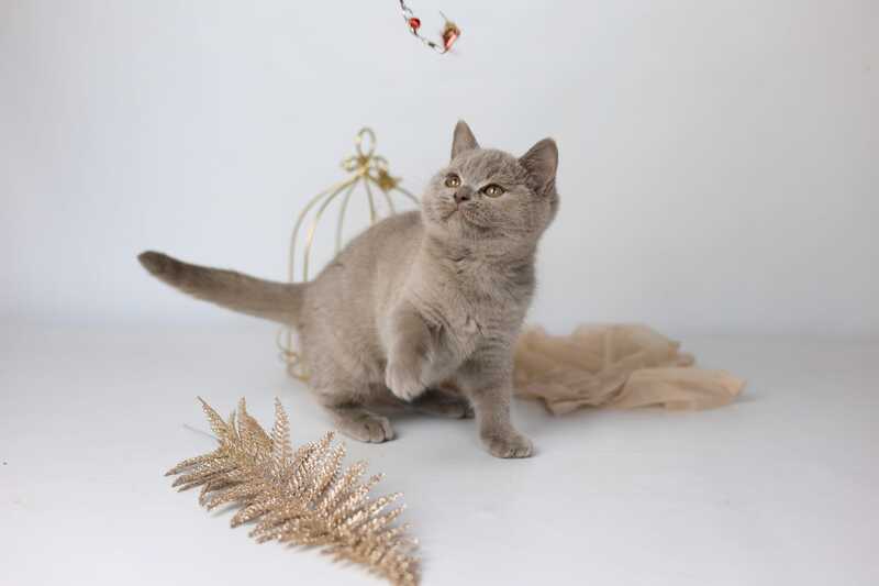 Orletta British Shorthair female lilac - live animals
