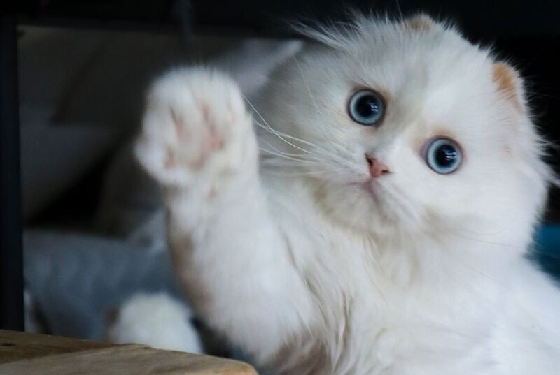 Sky Scottish Fold female, red van