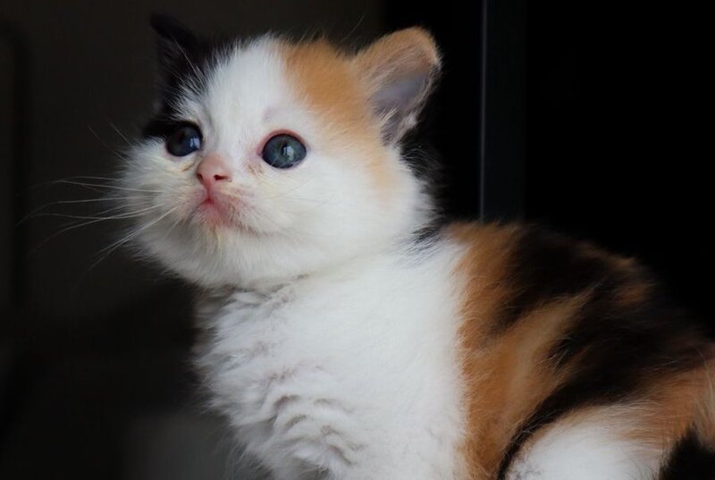 Twix Scottish Straight female, black tortie bicolour