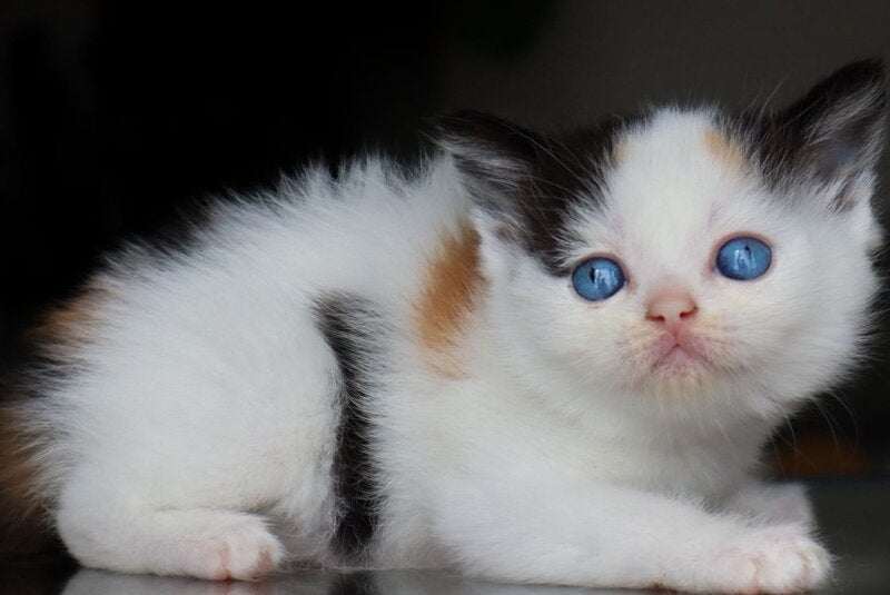 Truffle Scottish Straight female, black tortie harlequin