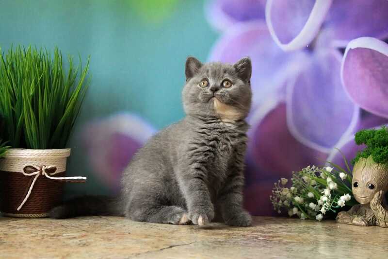 Yashma British Shorthair female blue tortie - live animals