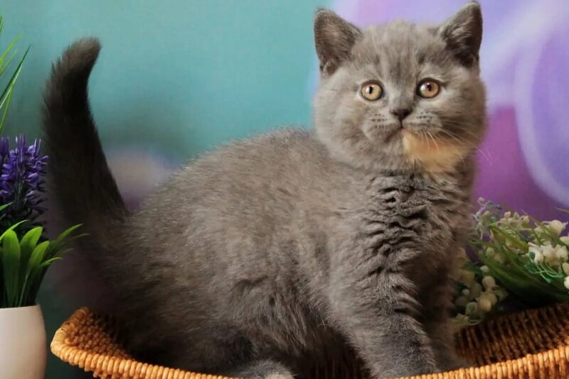 Yashma British Shorthair female, blue tortie