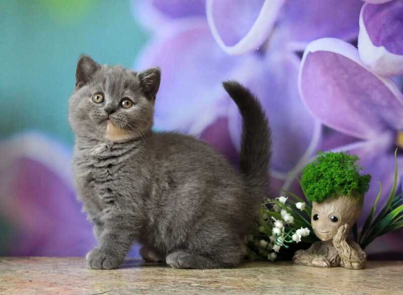 Yashma British Shorthair female blue tortie - live animals