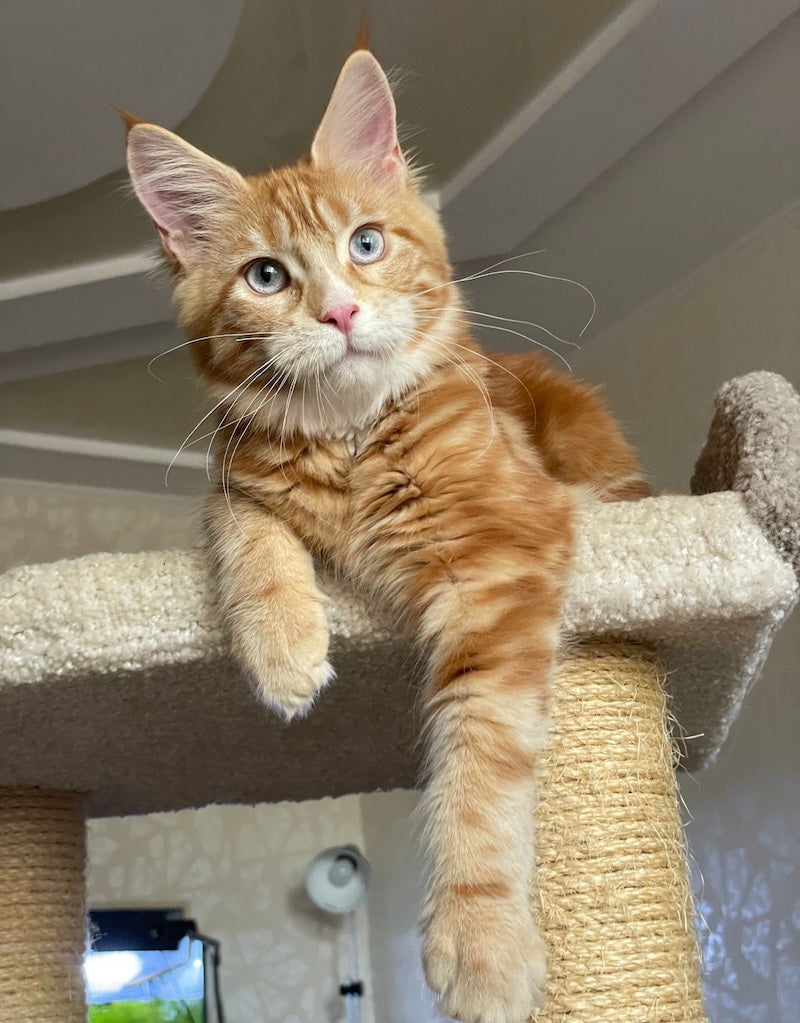 Mary Maine Coon female, red with white
