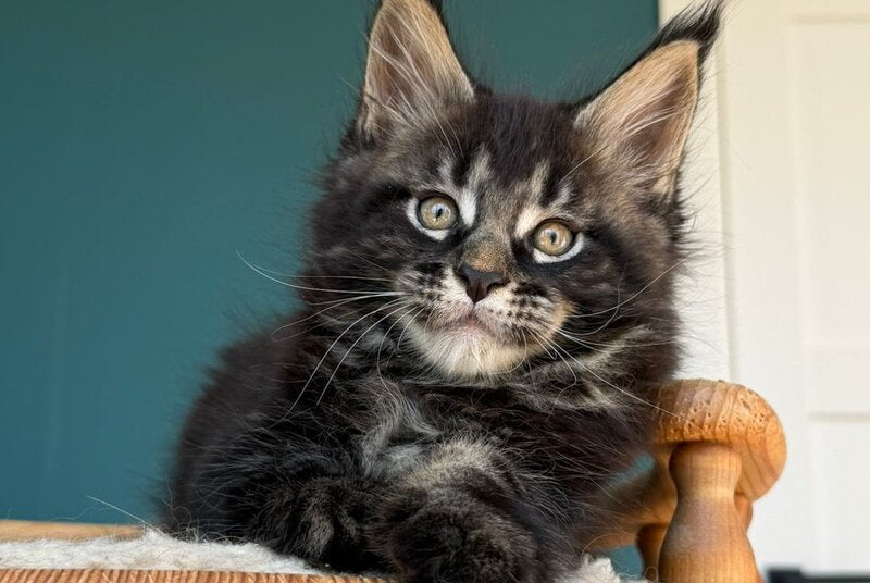 Rocci Maine Coon male, black tabby