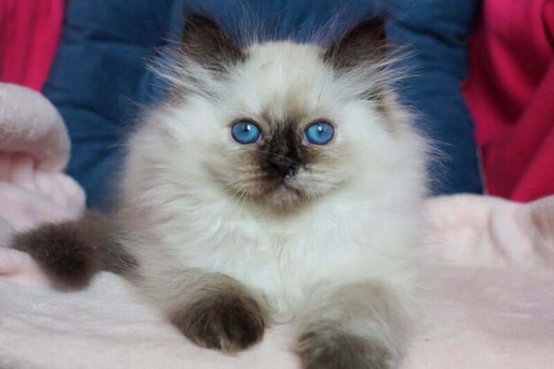 Chunga-Changa Siberian female, black tortie pointed