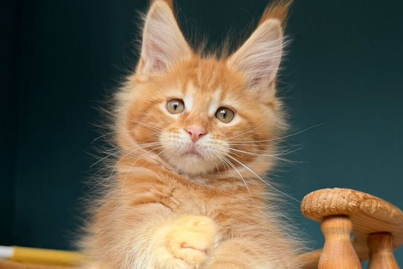 Romeo Maine Coon male, red tabby