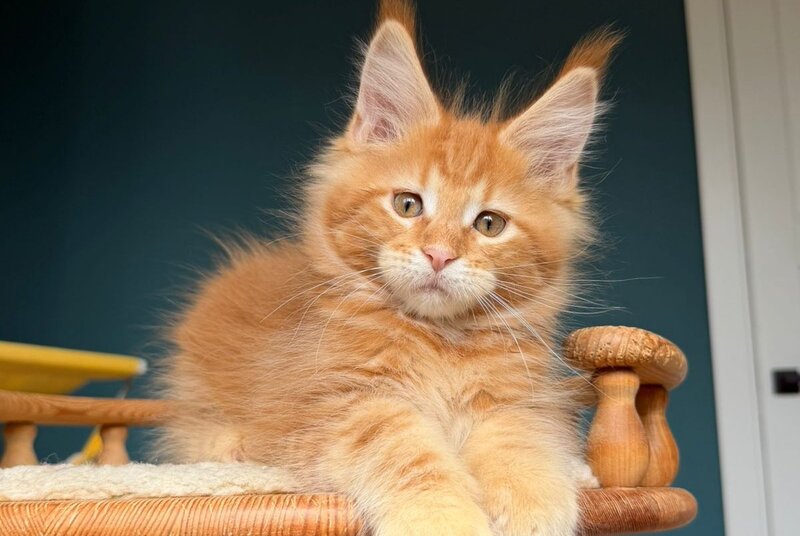 Romeo Maine Coon male, red tabby