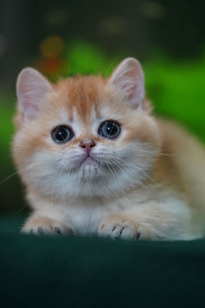 Leo British Shorthair male, black golden chinchilla