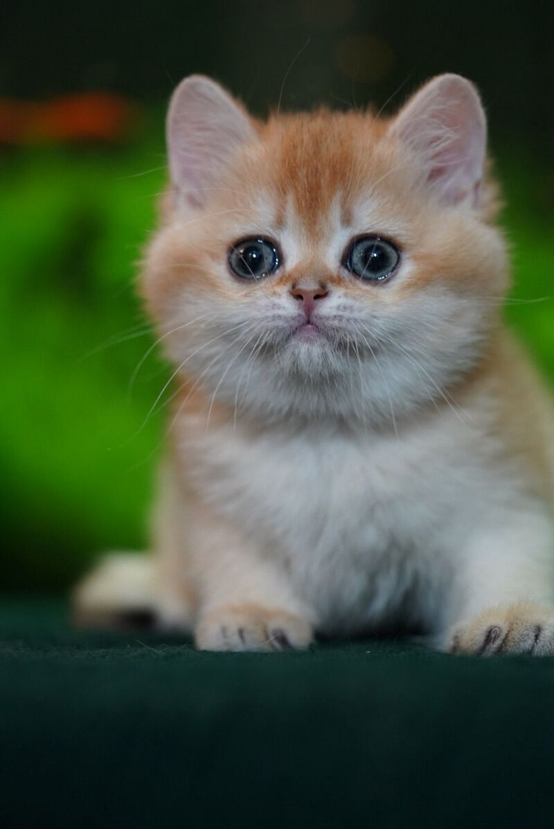 Leo British Shorthair male, black golden chinchilla