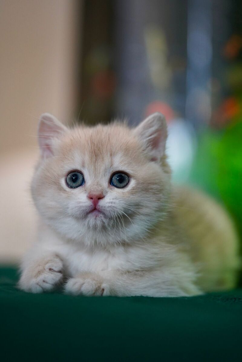 Leo British Shorthair male, black golden chinchilla
