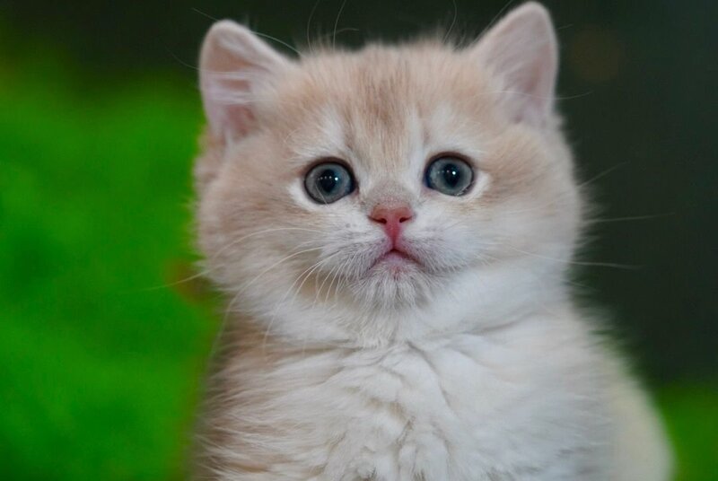 Leo British Shorthair male, black golden chinchilla