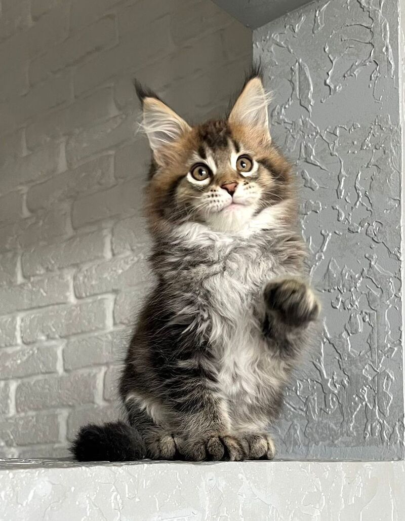 Xakim Maine Coon male black tabby - live animals