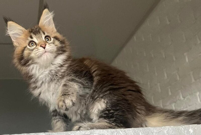 Xakim Maine Coon male, black tabby