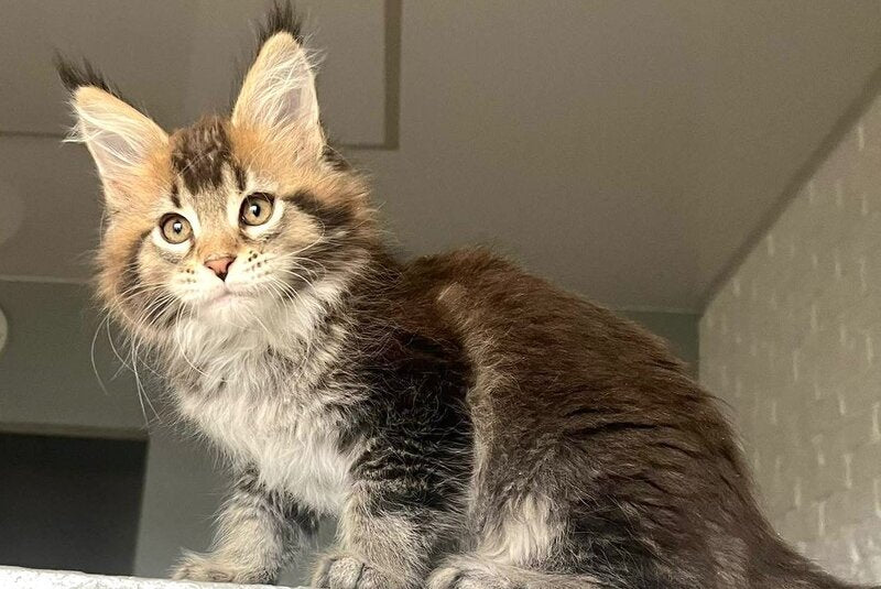 Xakim Maine Coon male, black tabby