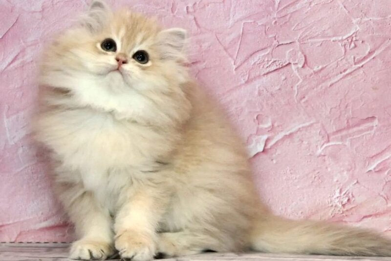 Azalea British Longhair female, lilac golden chinchilla