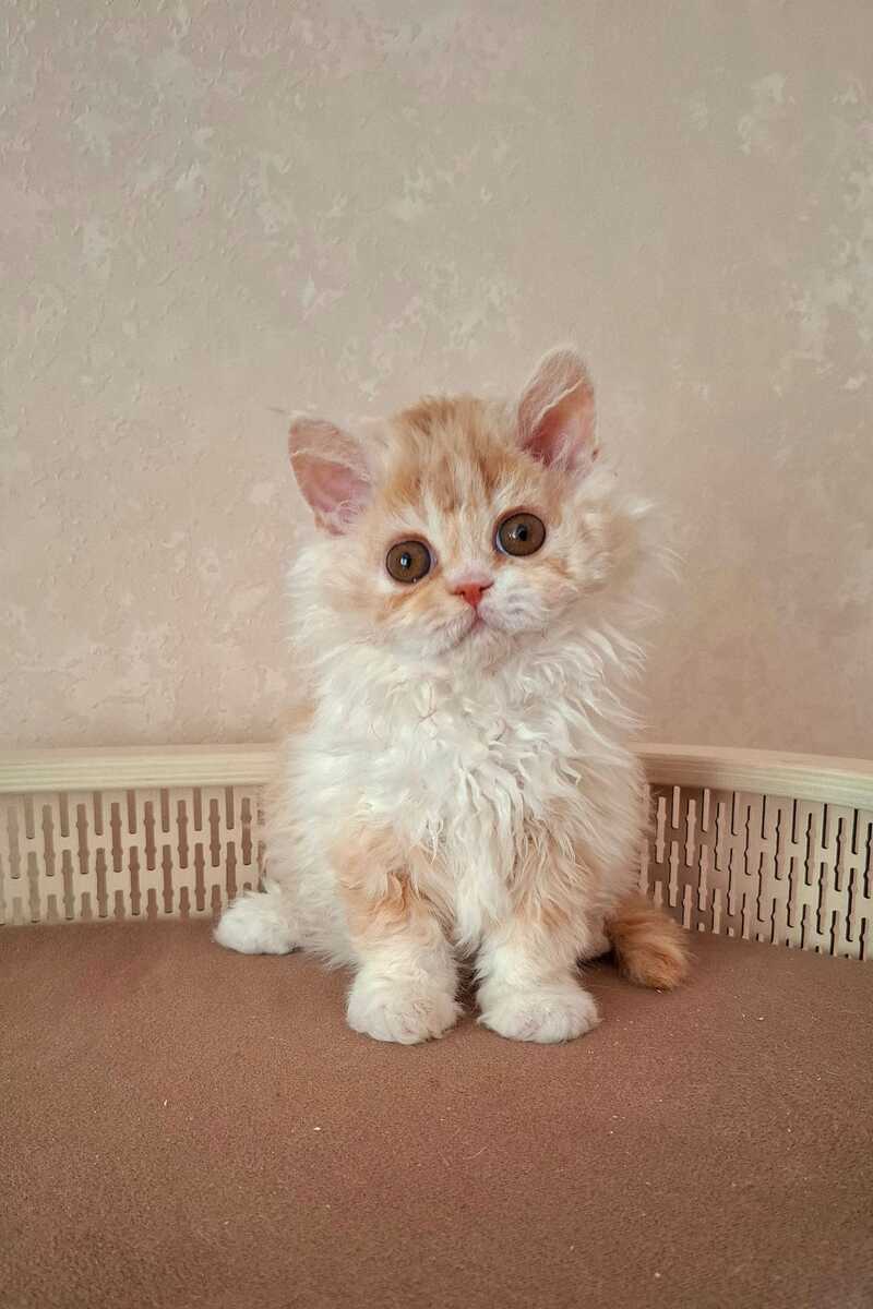 Platosha Selkirk Rex male red bicolour - live animals