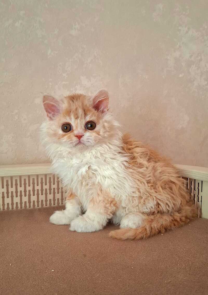 Platosha Selkirk Rex male red bicolour - live animals