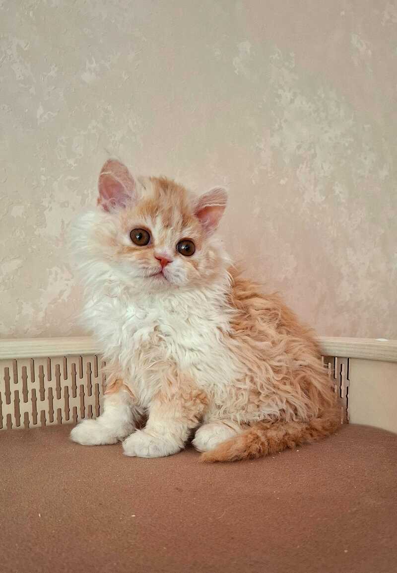 Platosha Selkirk Rex male red bicolour - live animals