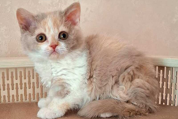 Paulina Selkirk Rex female fawn tortie bicolour - live animals