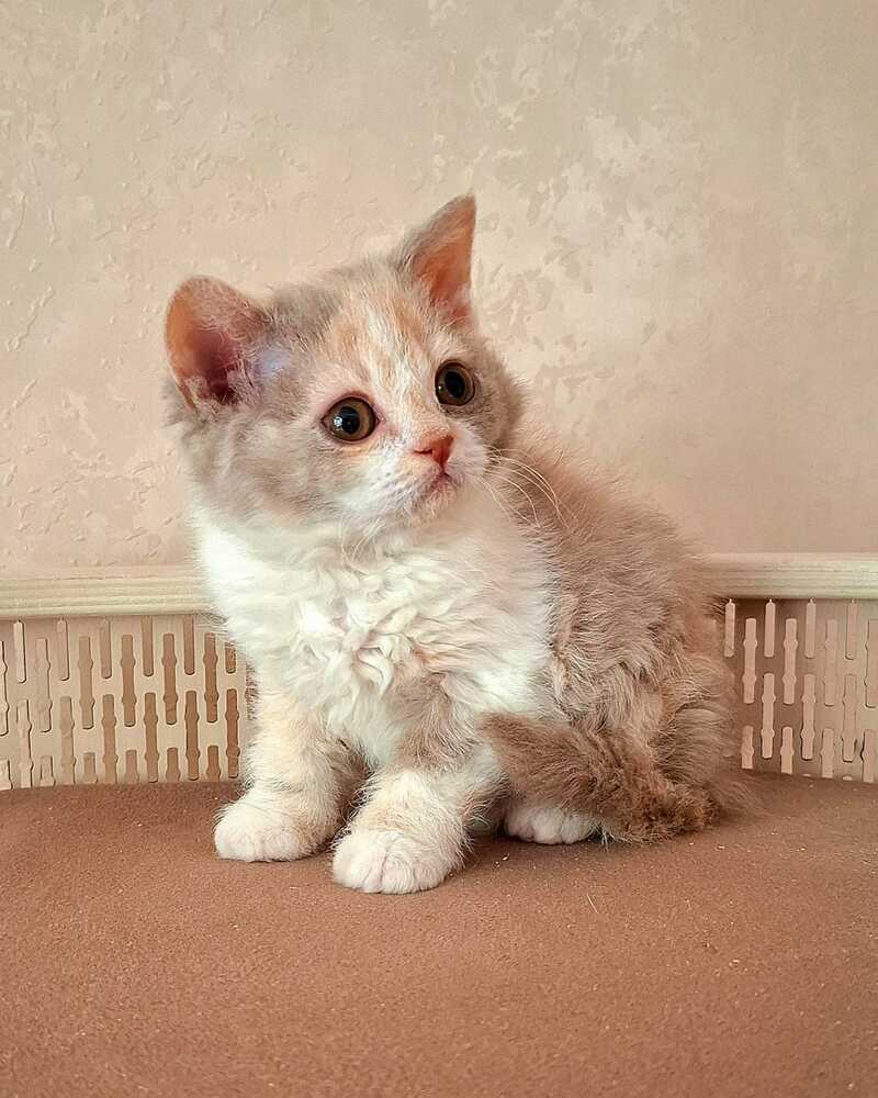 Paulina Selkirk Rex female fawn tortie bicolour - live animals