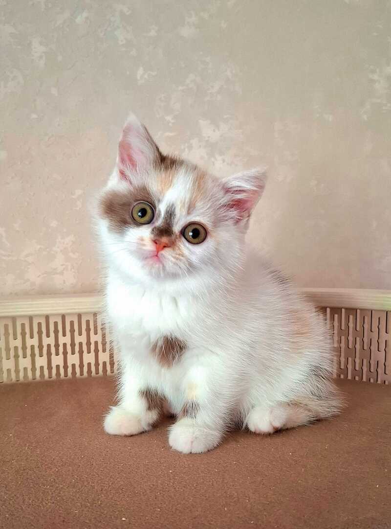 Patricia Selkirk Rex female chocolate tortie harlequin - live animals