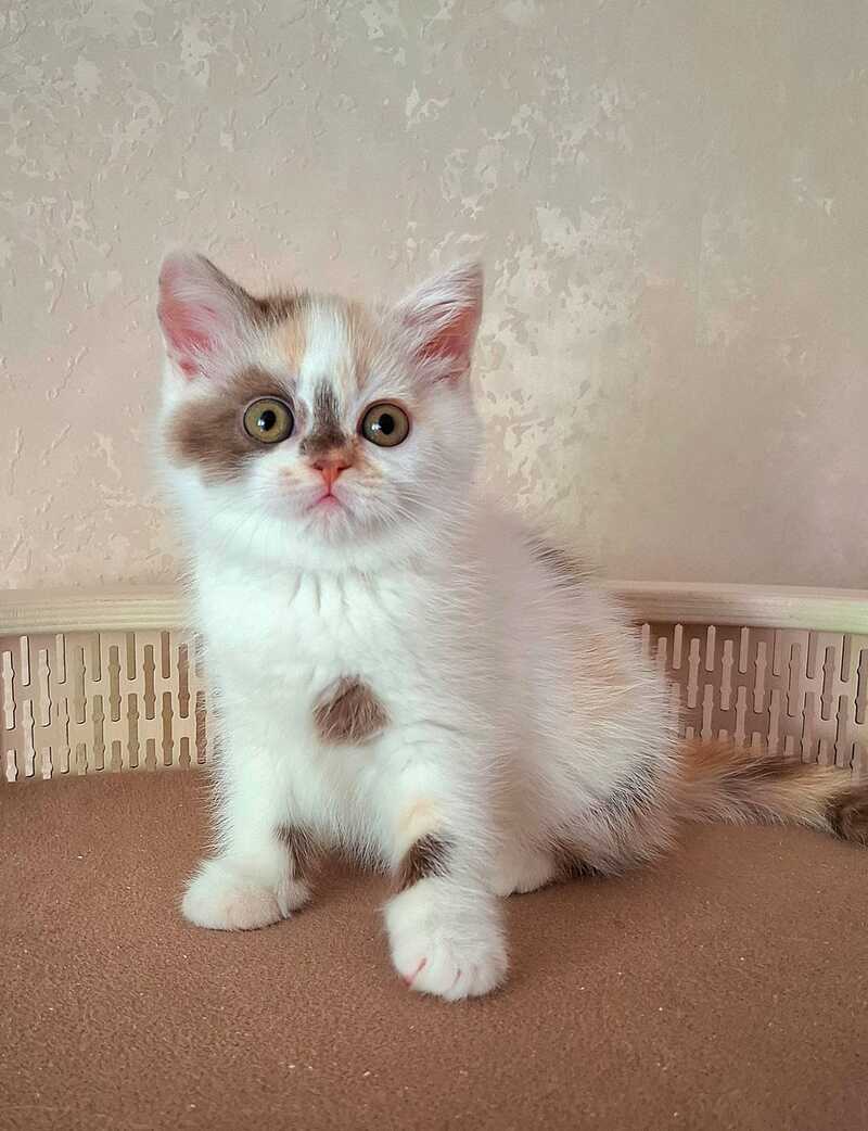 Patricia Selkirk Rex female chocolate tortie harlequin - live animals