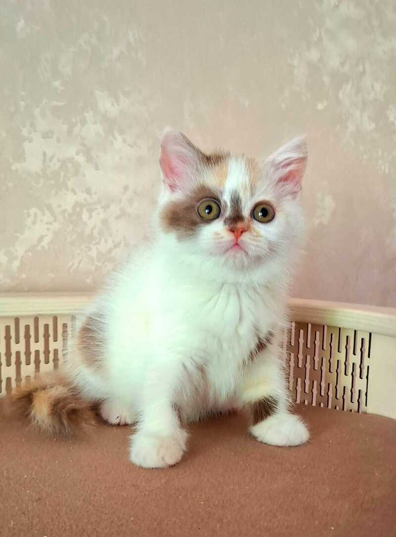 Patricia Selkirk Rex female chocolate tortie harlequin - live animals