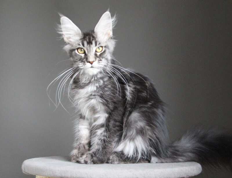 Cameron Maine Coon male, black silver tabby