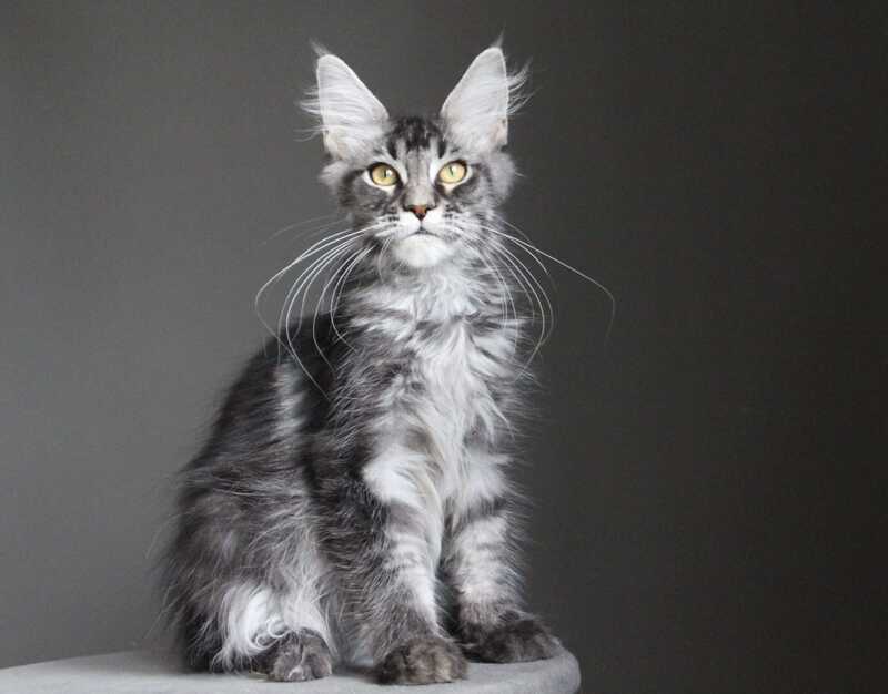 Cameron Maine Coon male, black silver tabby