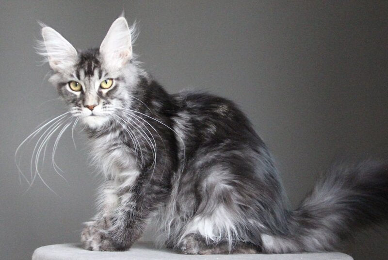 Cameron Maine Coon male, black silver tabby