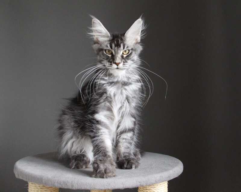 Cameron Maine Coon male, black silver tabby
