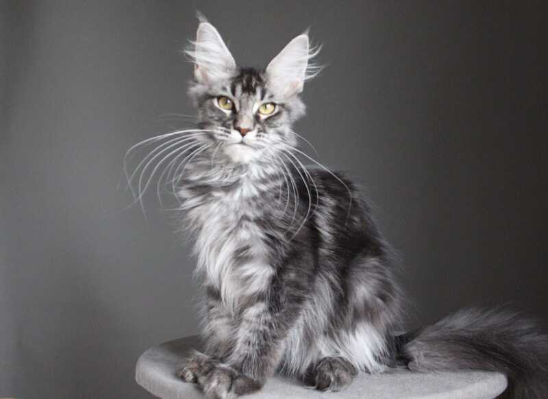Cameron Maine Coon male, black silver tabby
