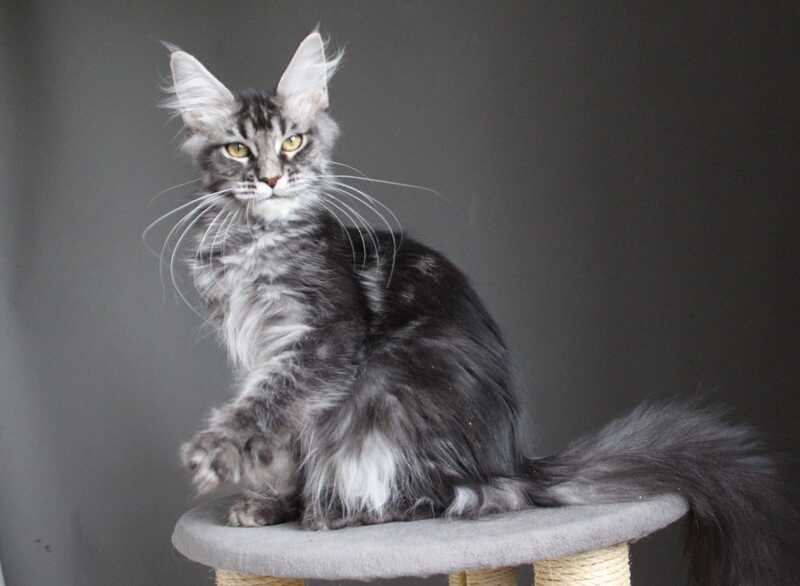 Cameron Maine Coon male, black silver tabby