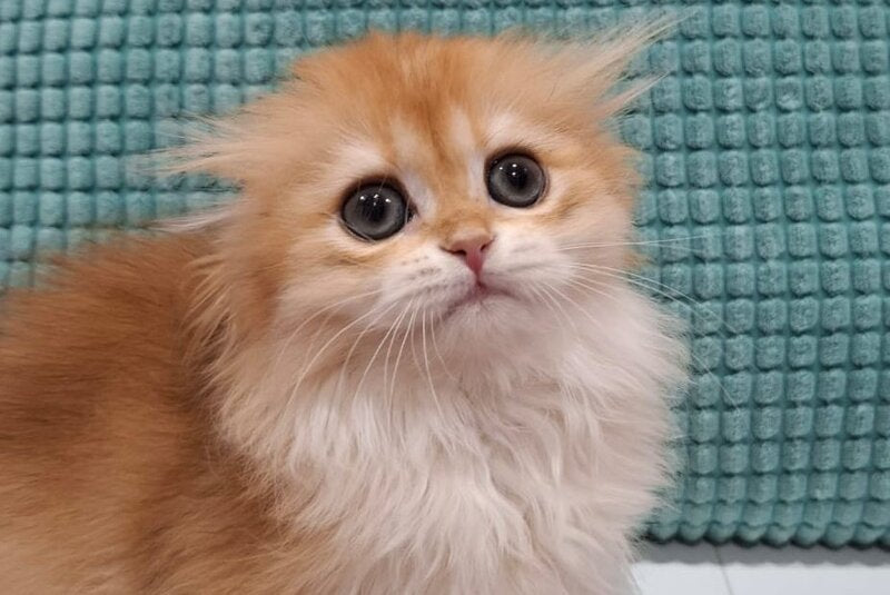 Xany Scottish Fold female black golden chinchilla - live animals
