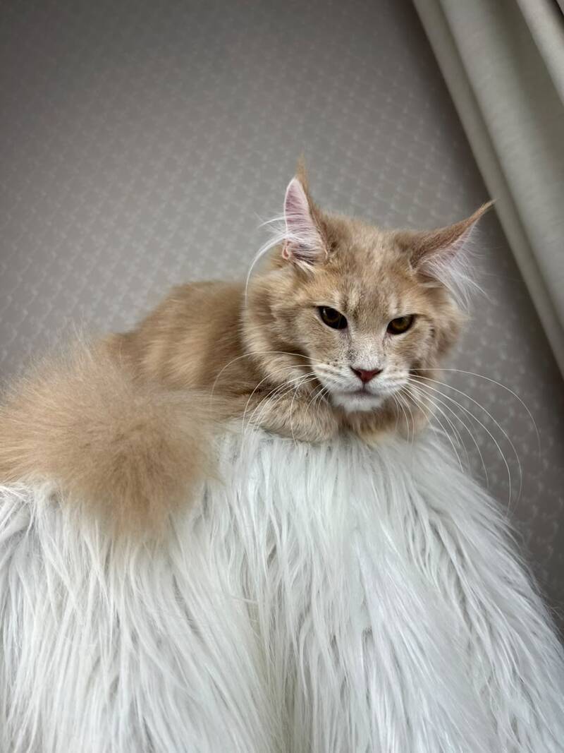 Max Maine Coon male cream silver tabby - live animals