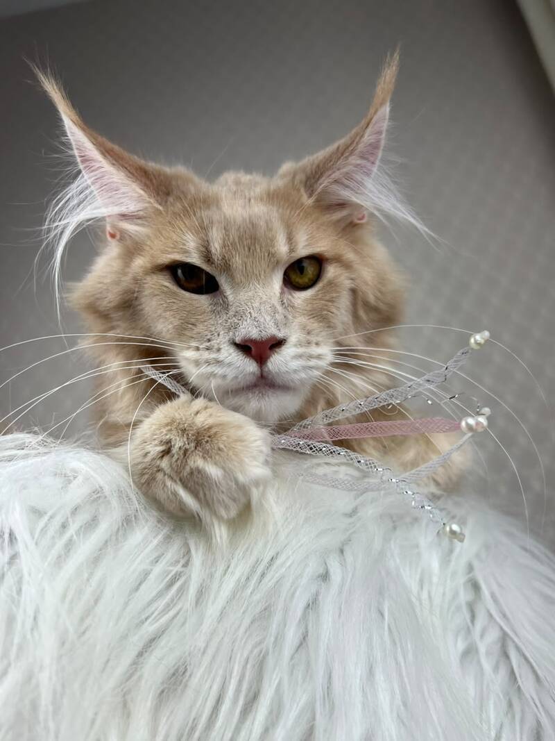 Max Maine Coon male cream silver tabby - live animals