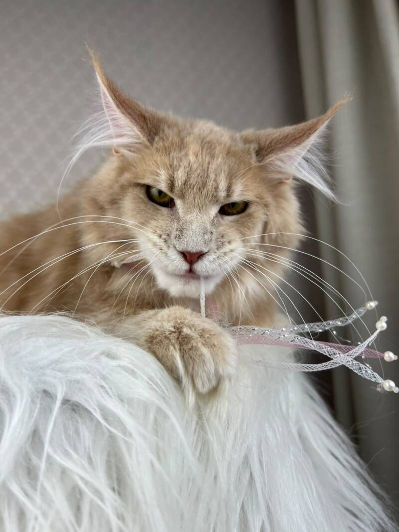 Max Maine Coon male cream silver tabby - live animals