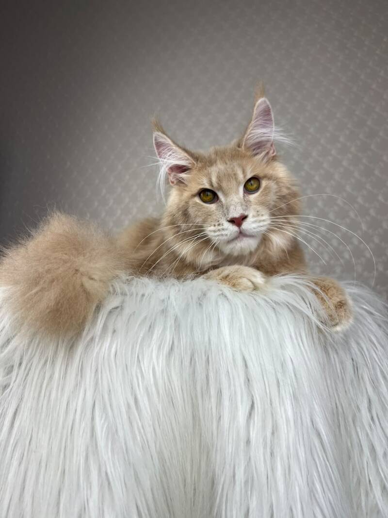 Max Maine Coon male cream silver tabby - live animals