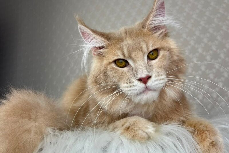 Max Maine Coon male cream silver tabby - live animals