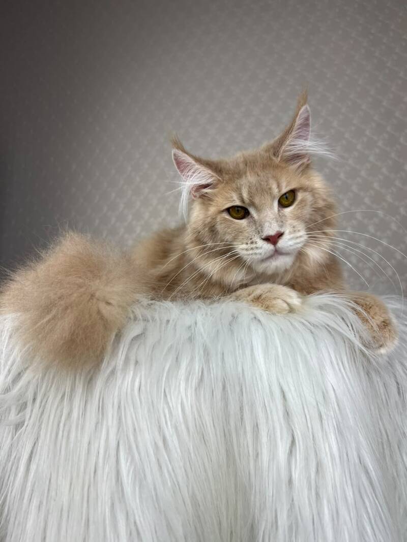 Max Maine Coon male cream silver tabby - live animals