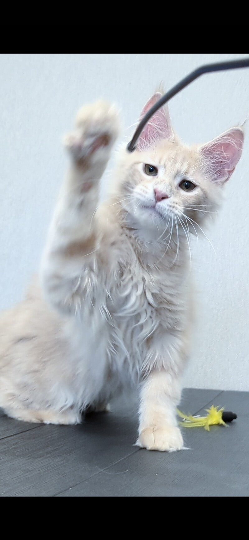 Daliya Maine Coon female, cream tabby