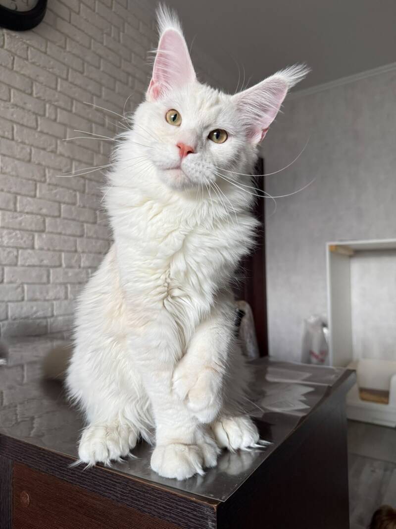 Favorite Maine Coon polydactyl male, red silver tabby