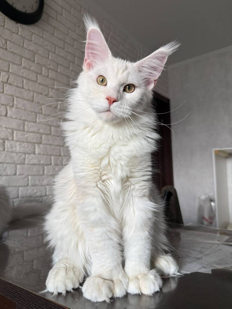 Favorite Maine Coon polydactyl male, red silver tabby