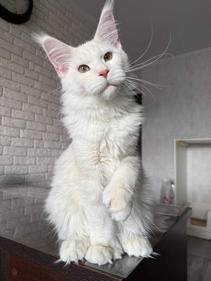 Favorite Maine Coon polydactyl male, red silver tabby